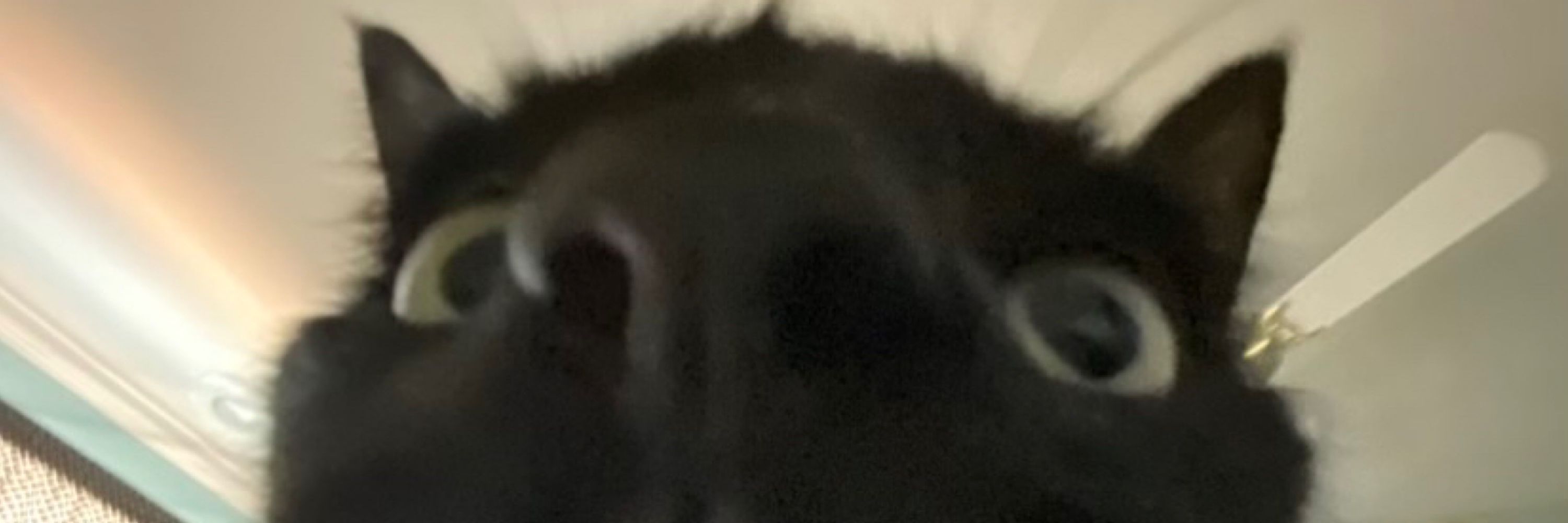 kenz