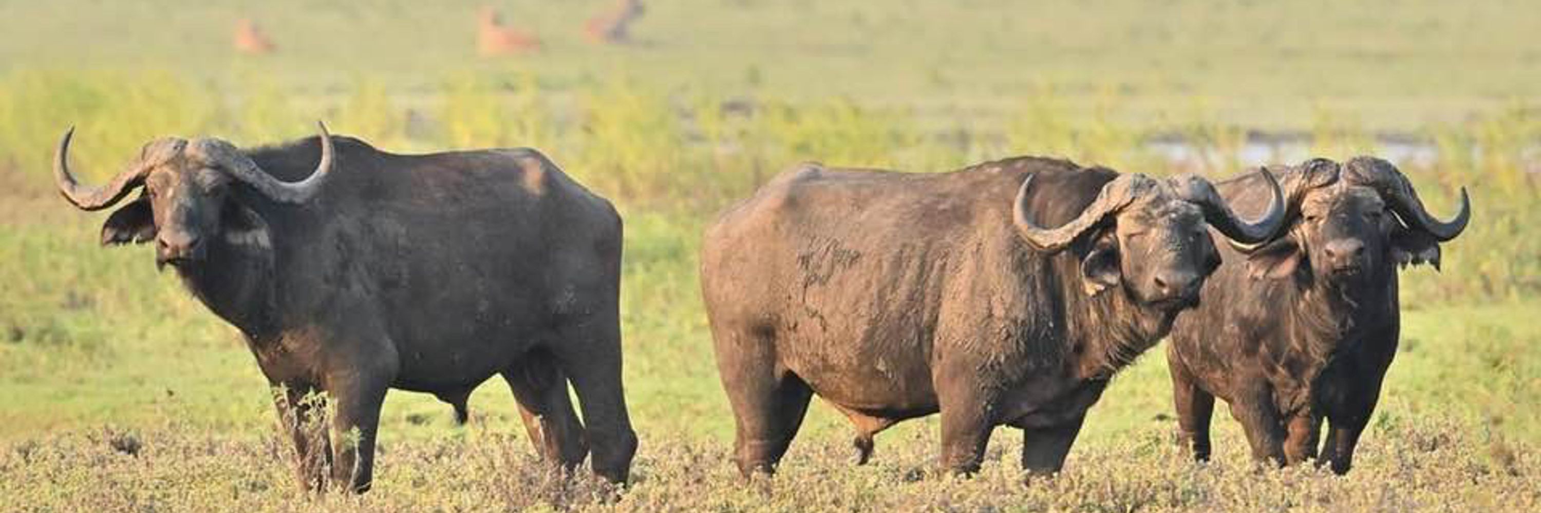 Gorongosa National Park