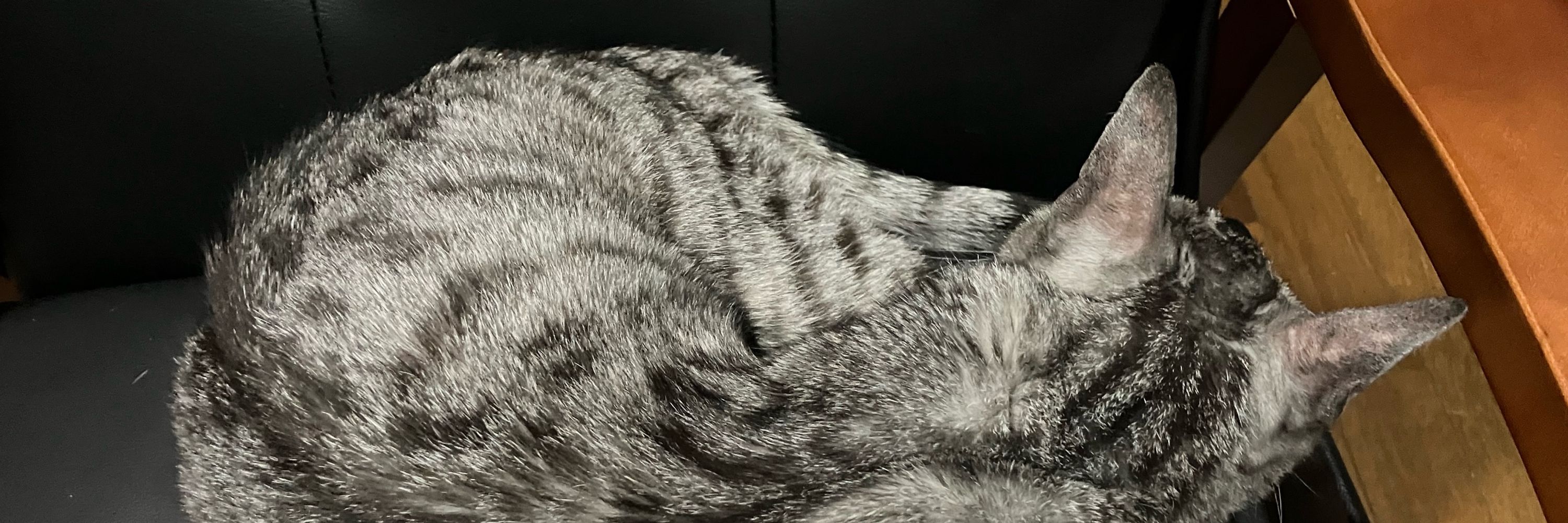 猫太郎🍉