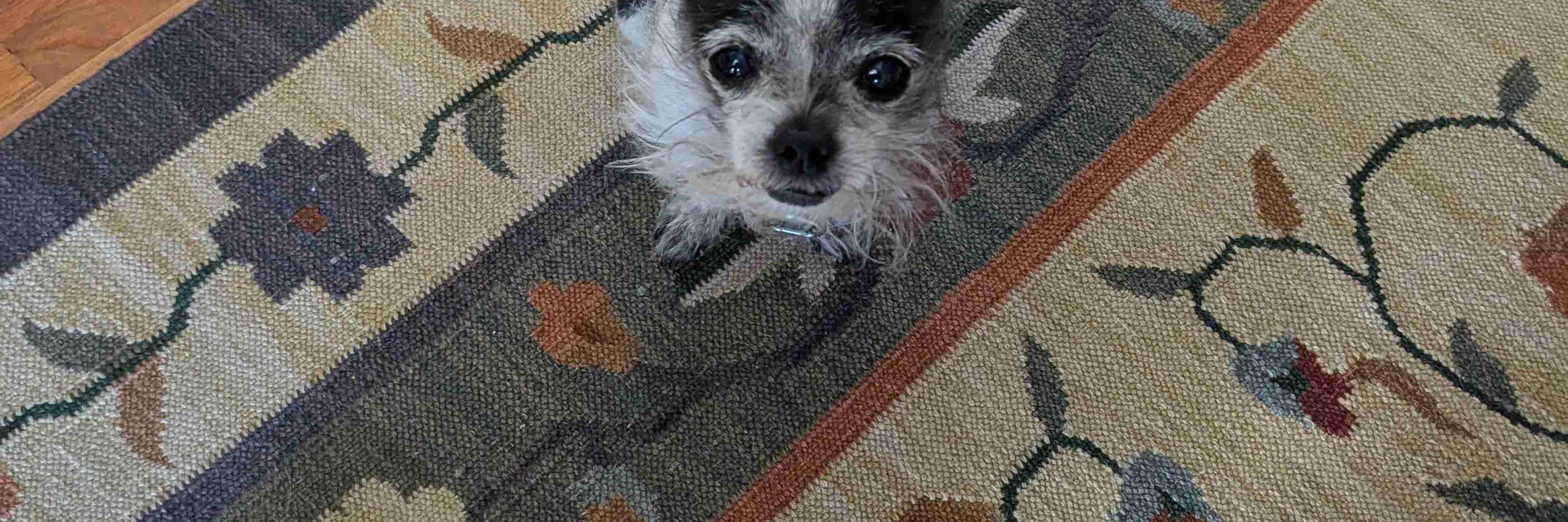 TobyGoodDog