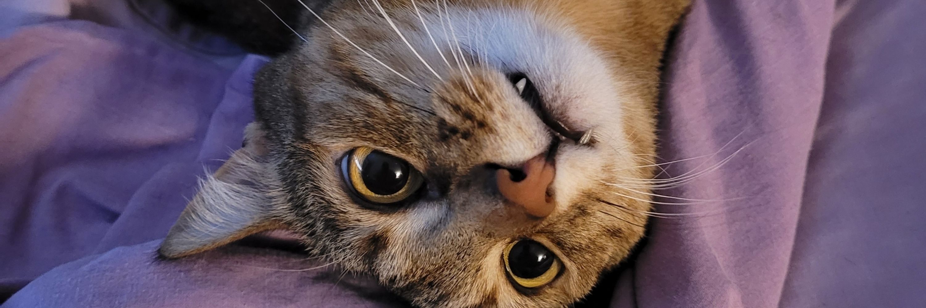 The Inquiring Cat
