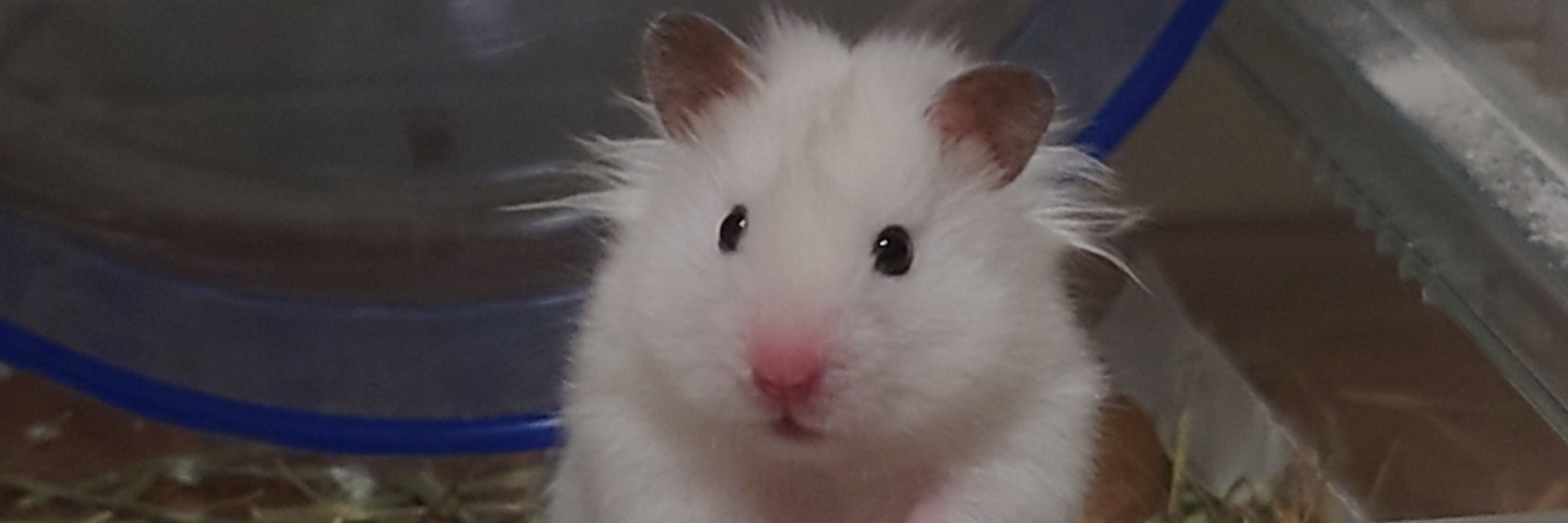 エスケ🐹