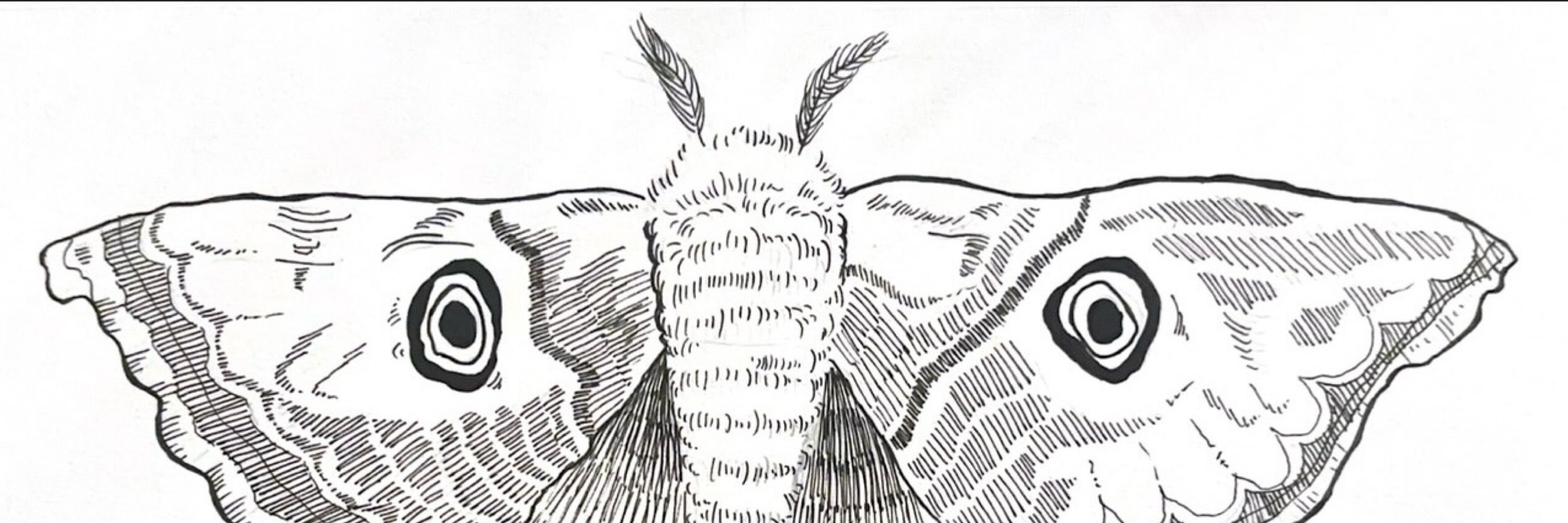 Moth Winters