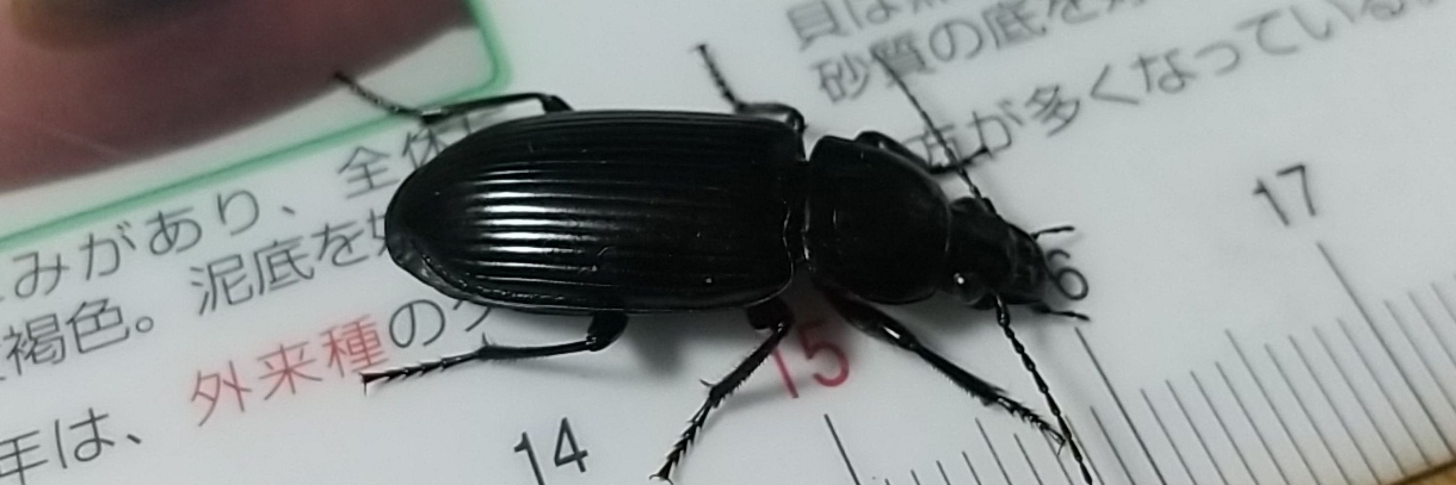 ハゼ