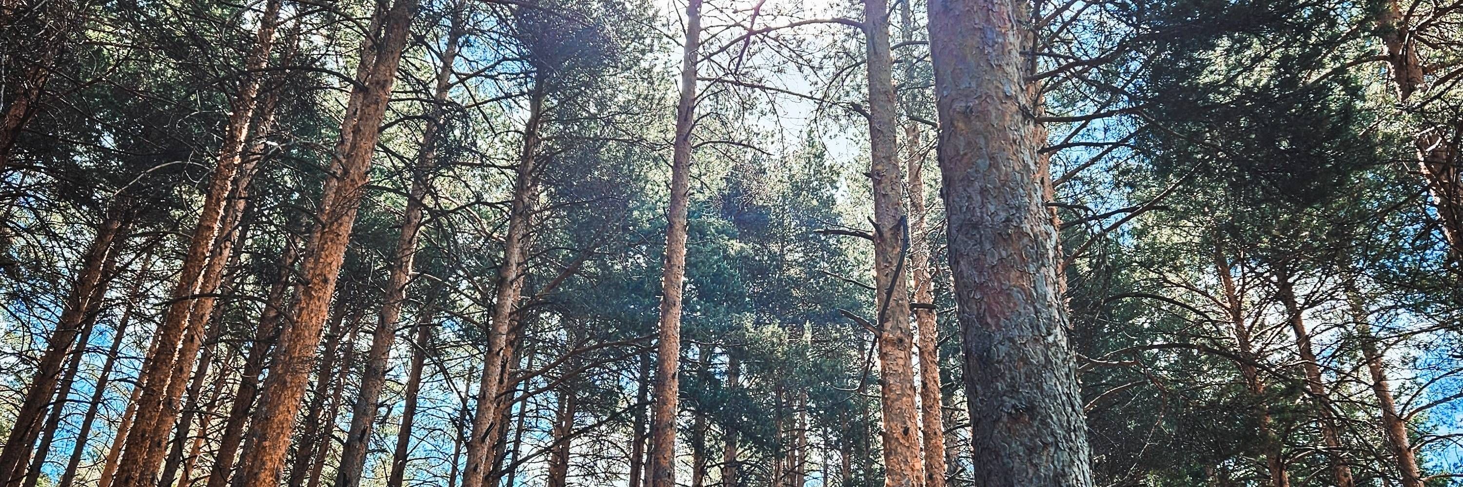 ос