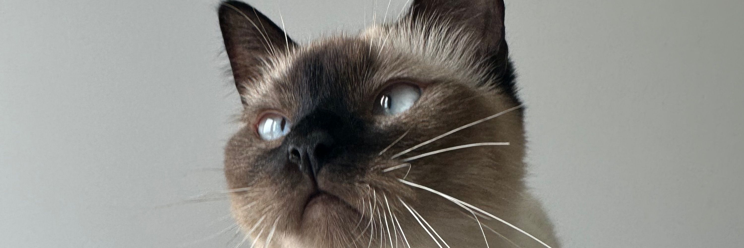 오렌쥐