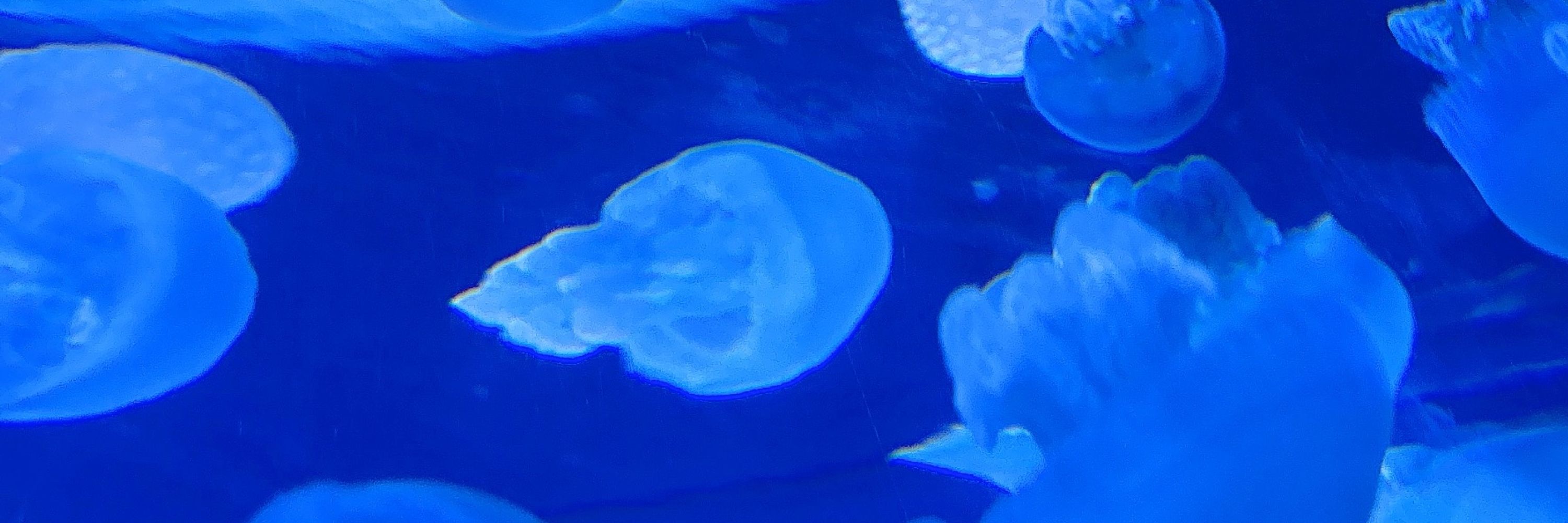 蒼來
