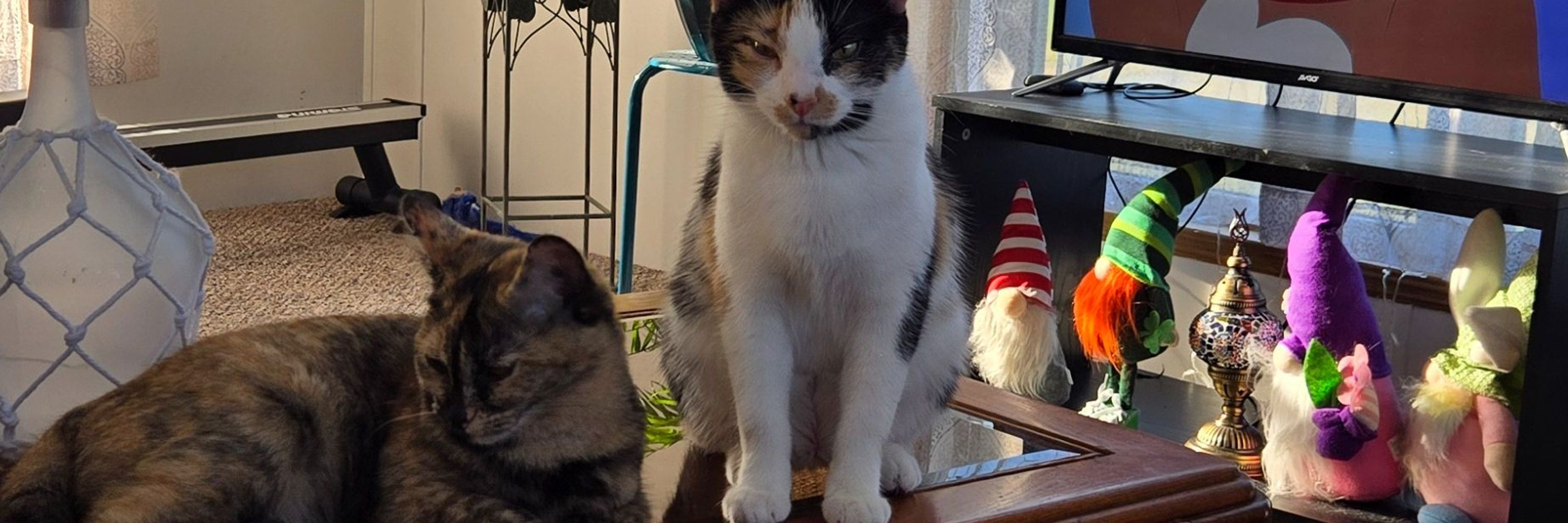 CatMom