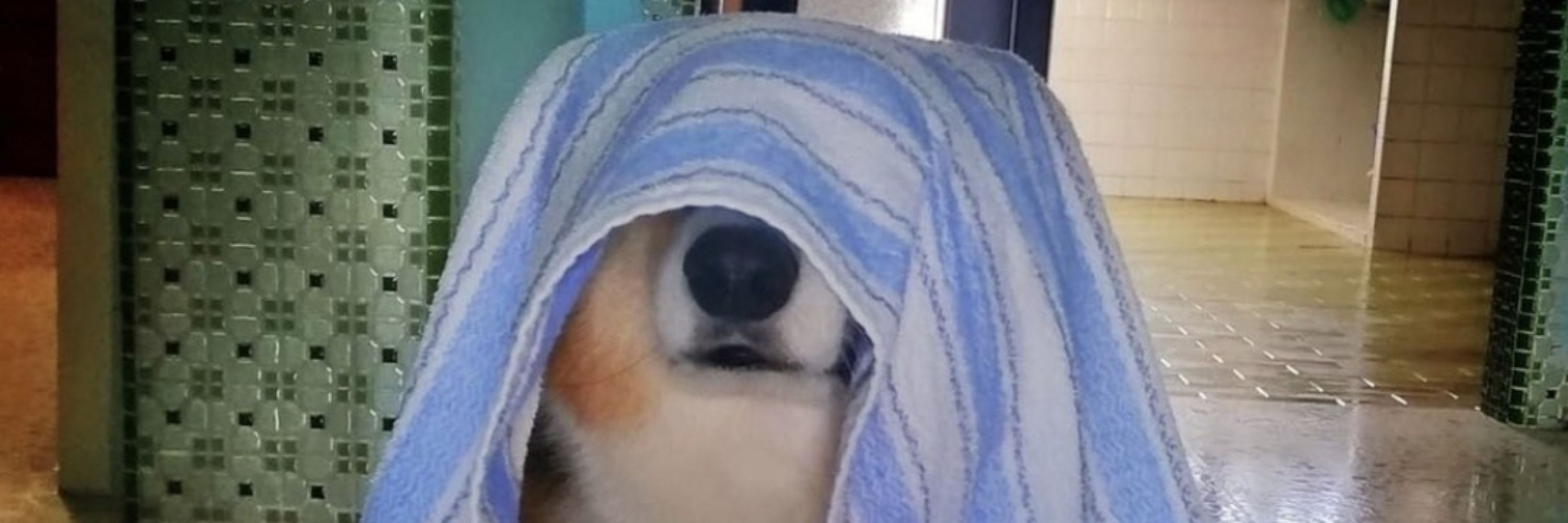 Enzo