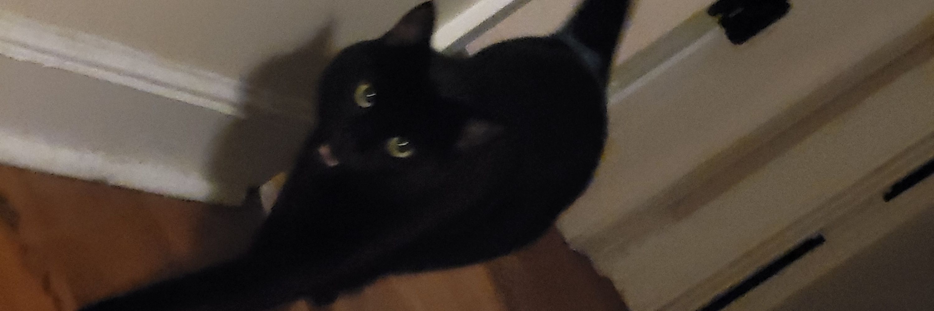 Hal