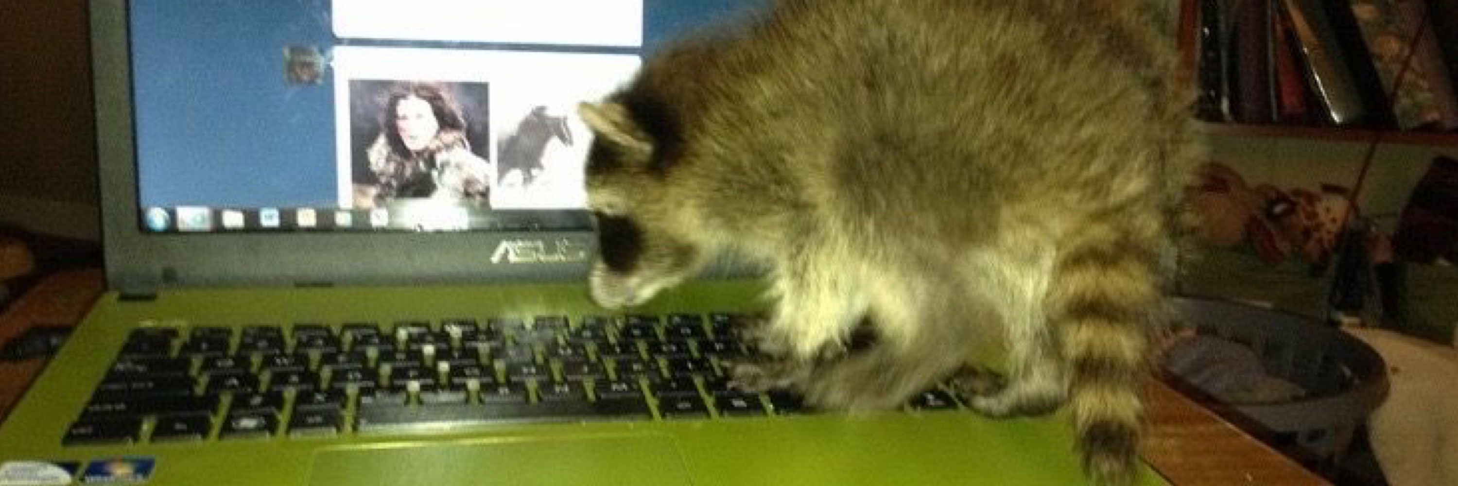 laura🦝