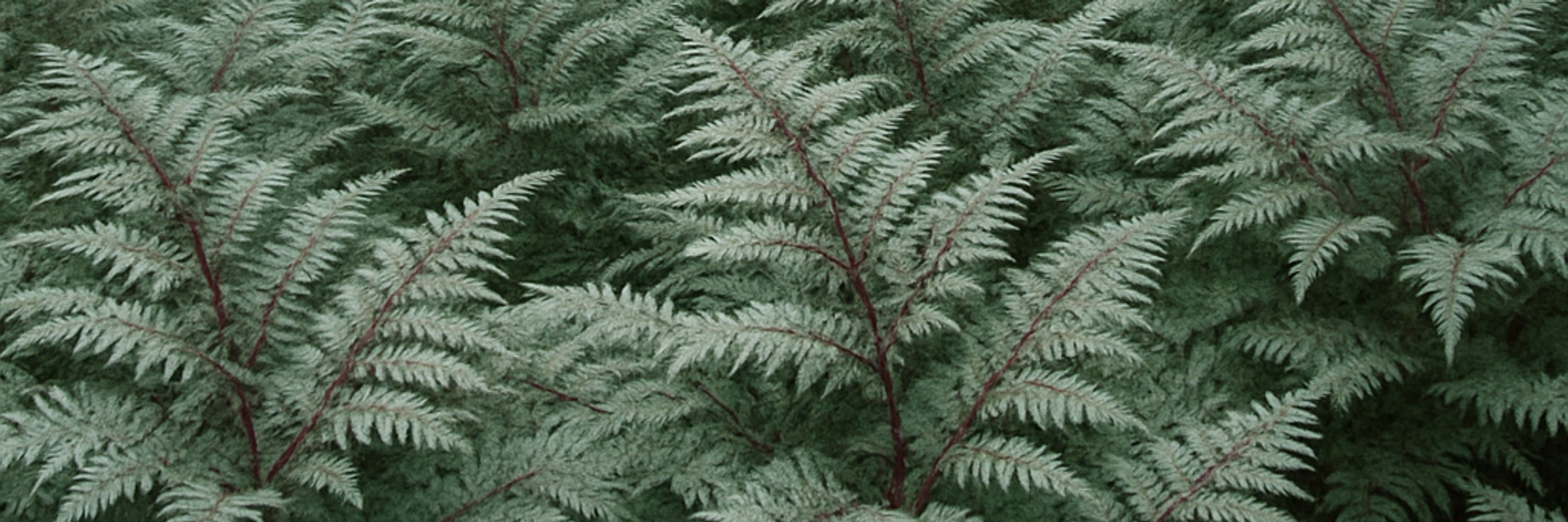 botanomaniac