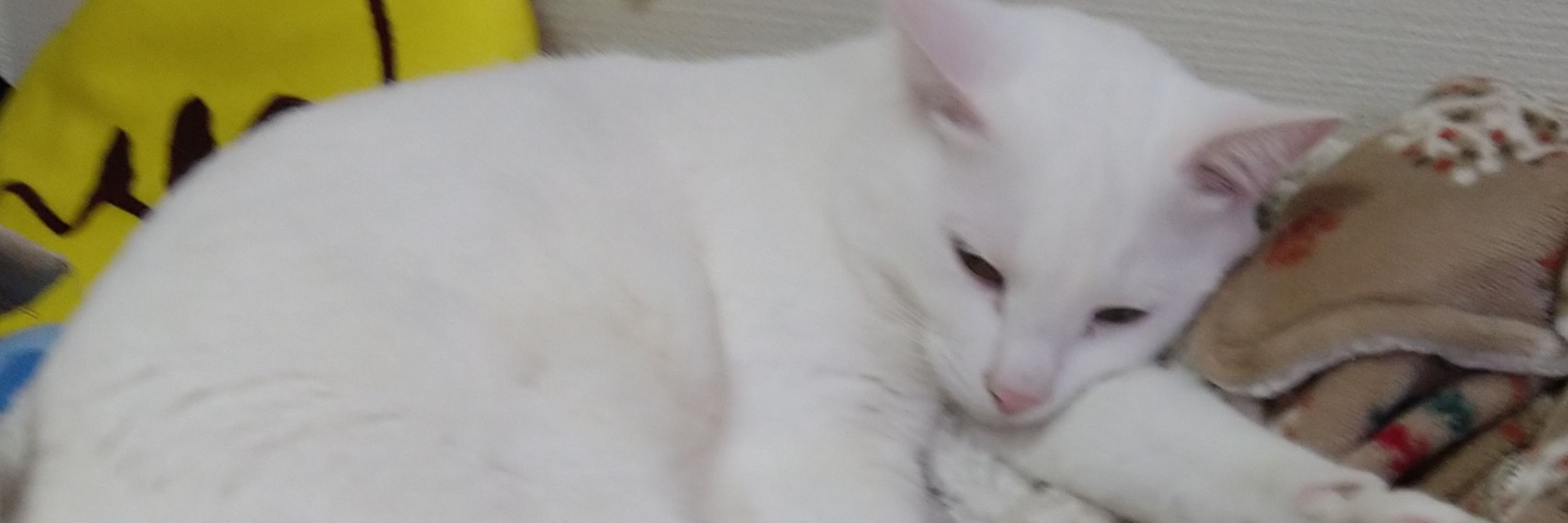 まめしお