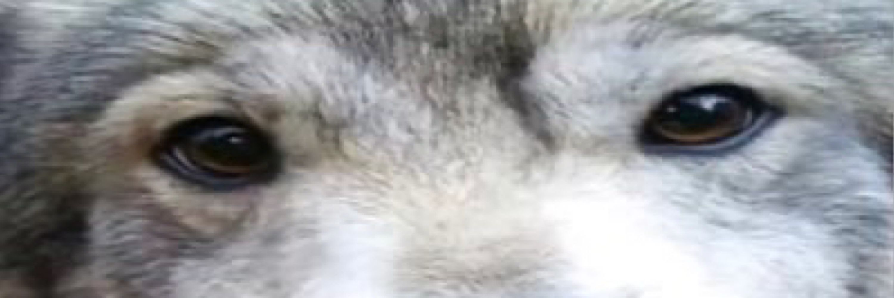 鼠