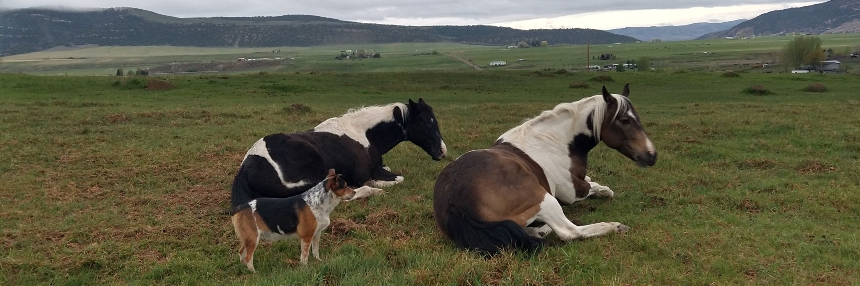 Language Of Horses (Delphi Gibson)