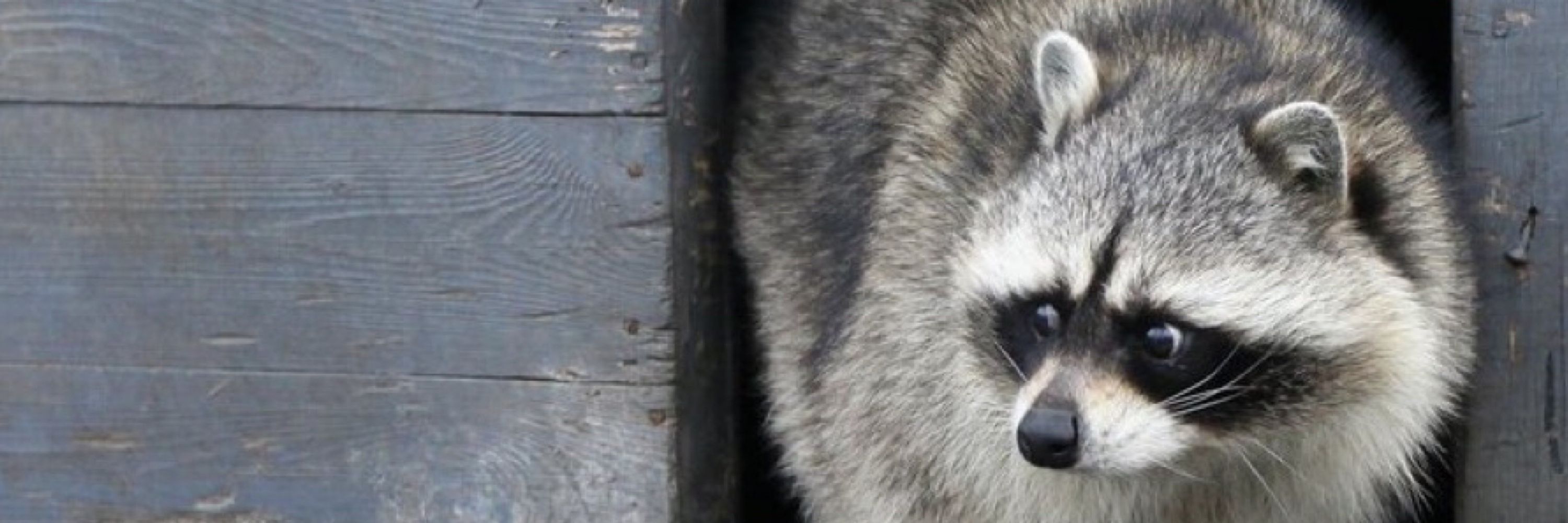 Ace The Raccoon