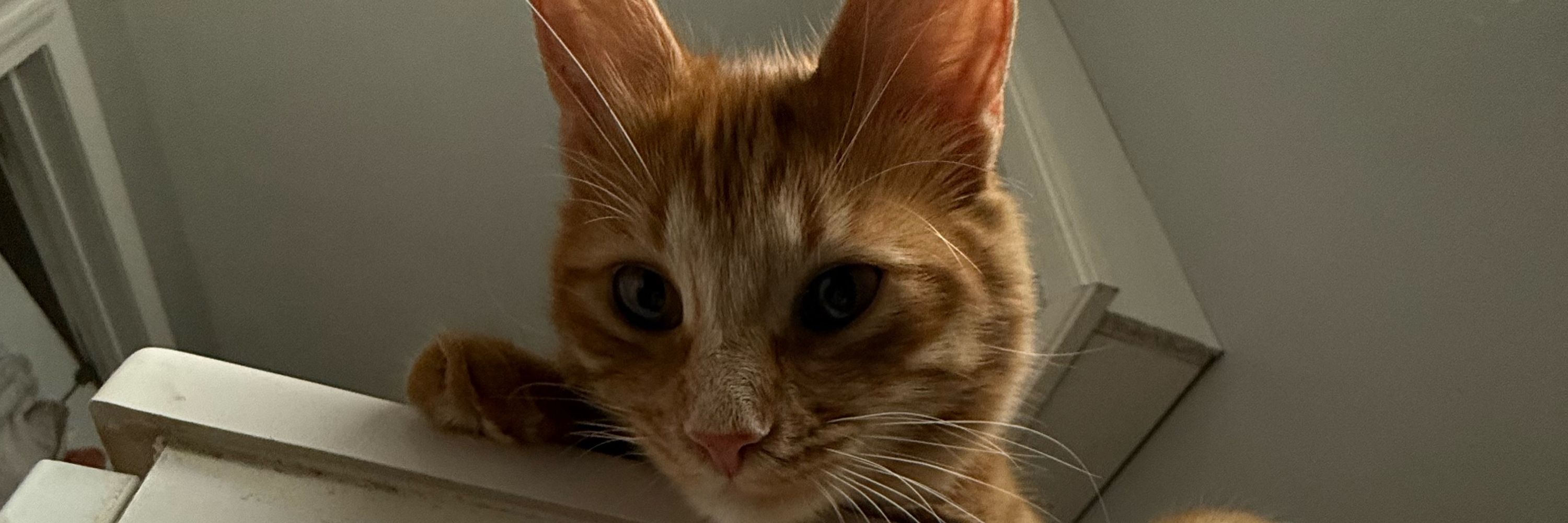 eleanor