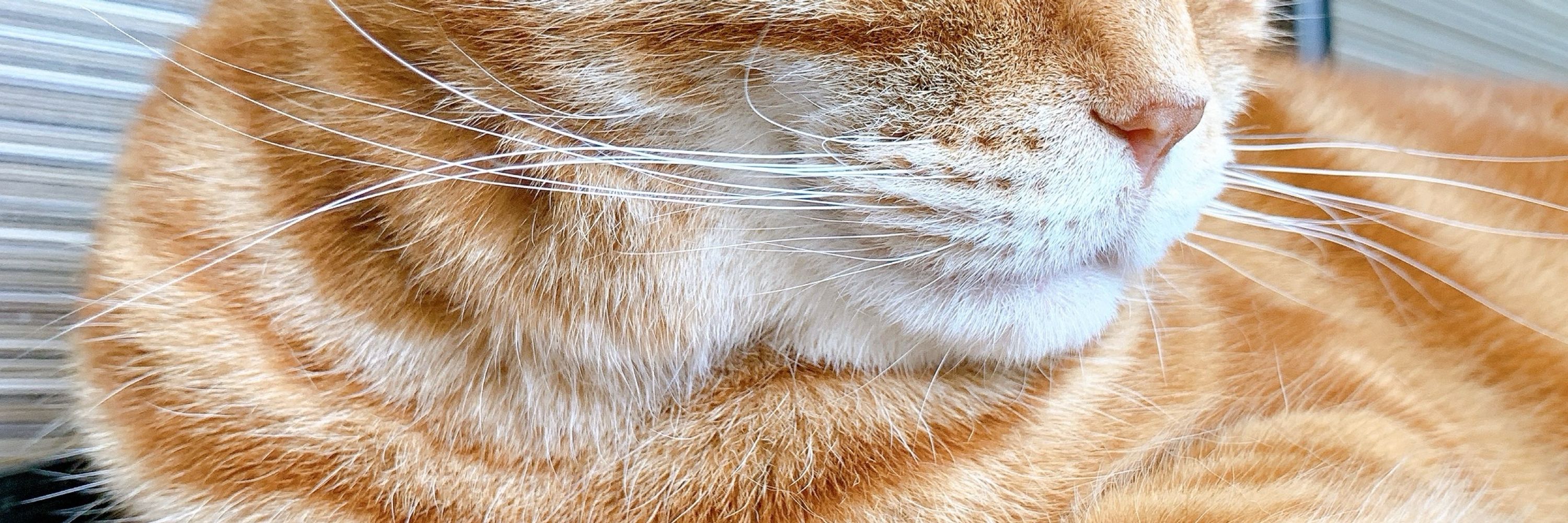 ワンコのおしり