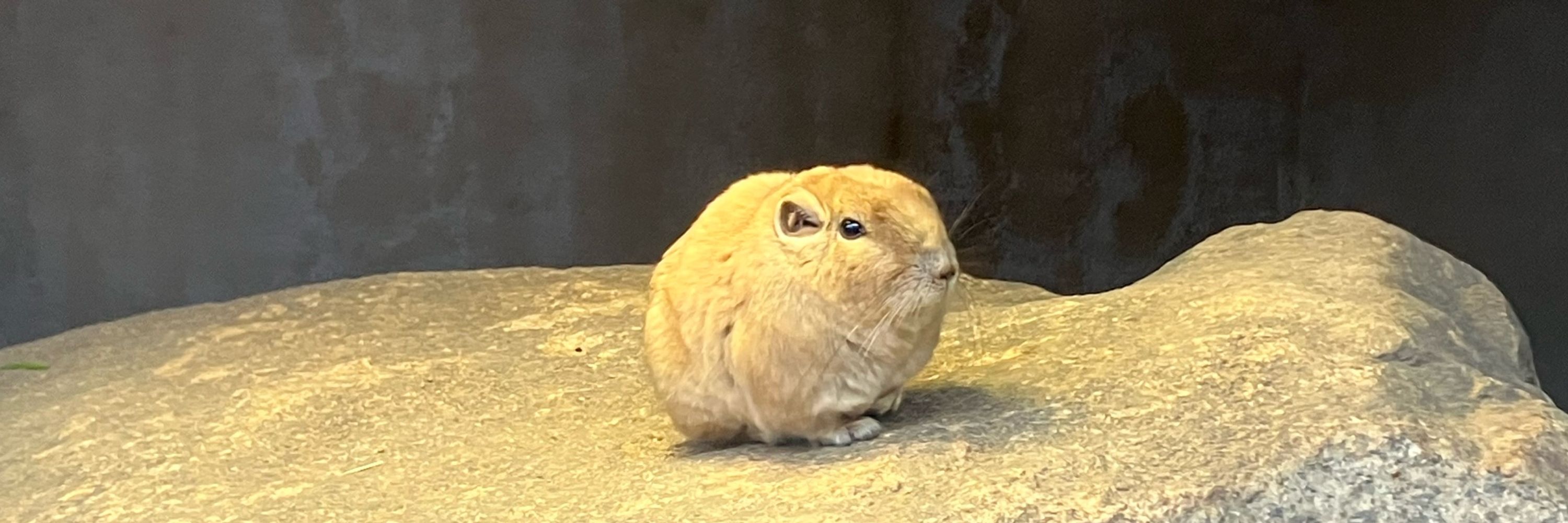 かに