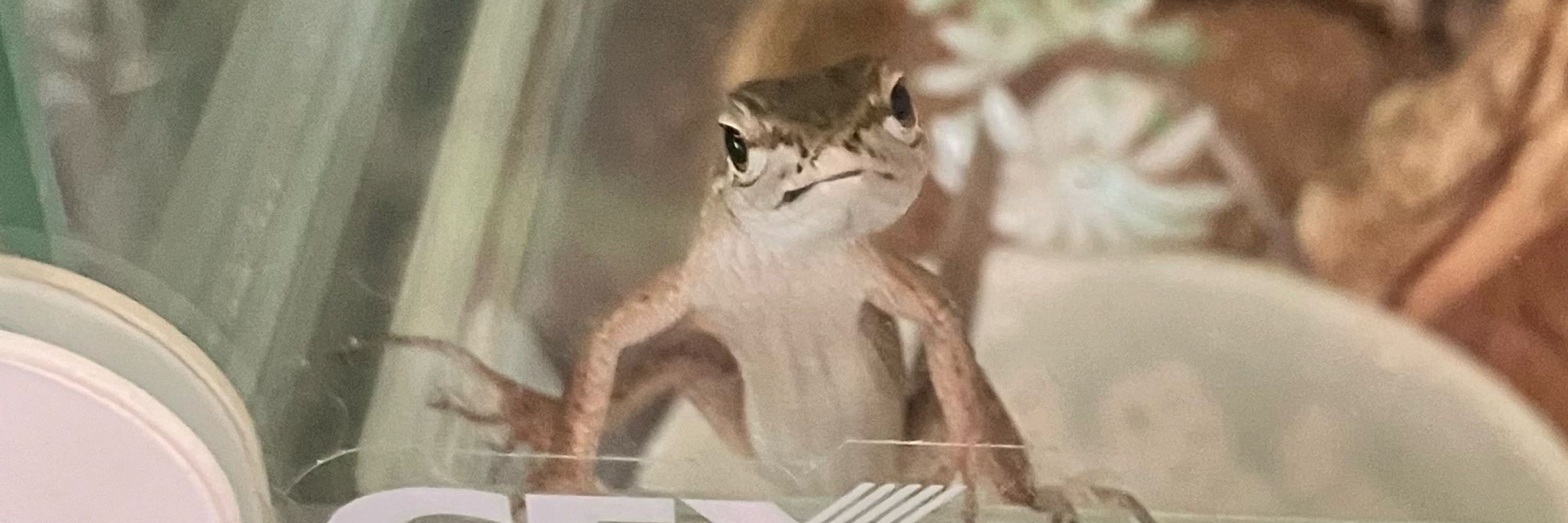 ゆず🦎