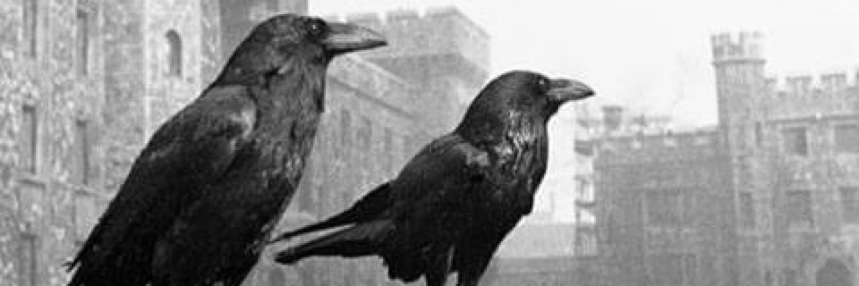eddy crow