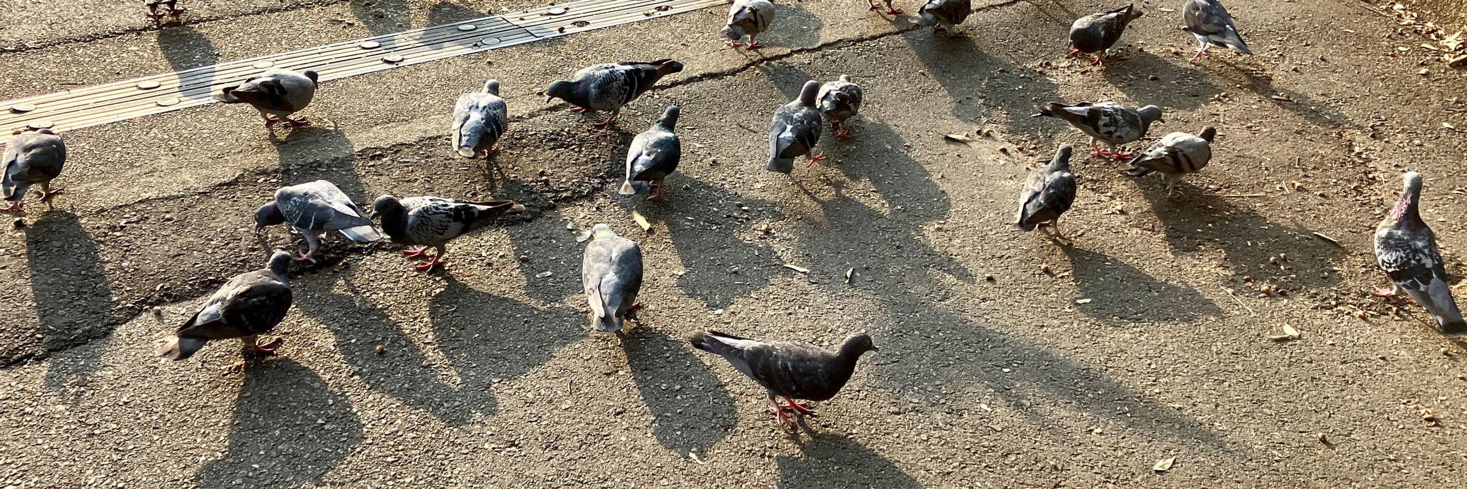 ミノリ