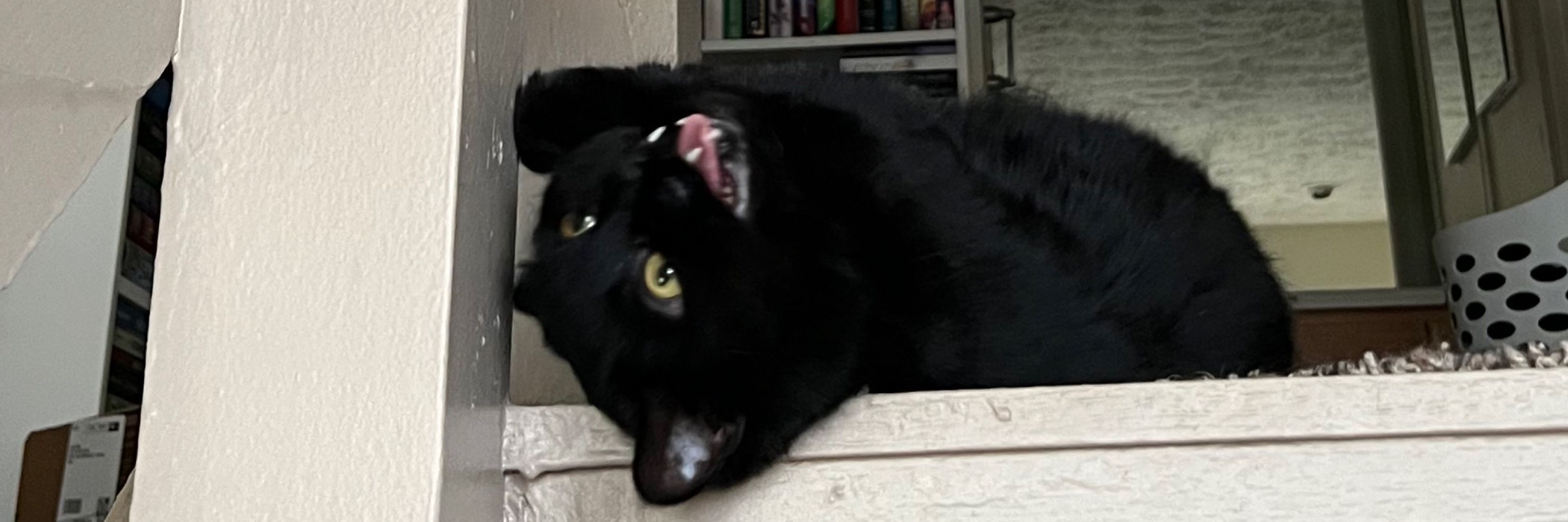 Dylan