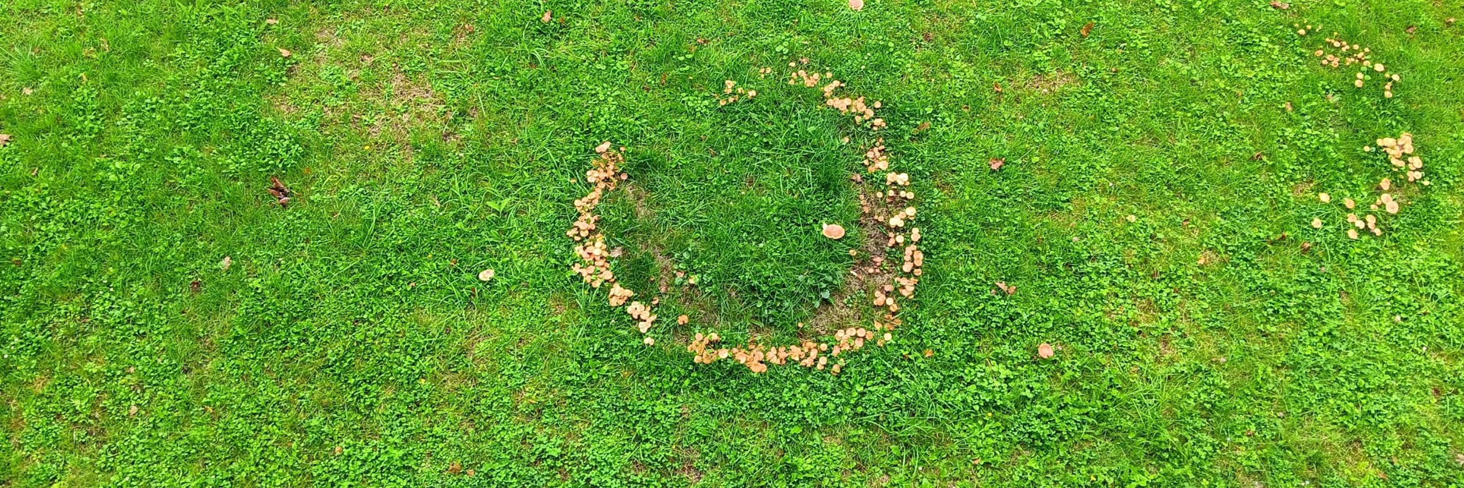 Fae