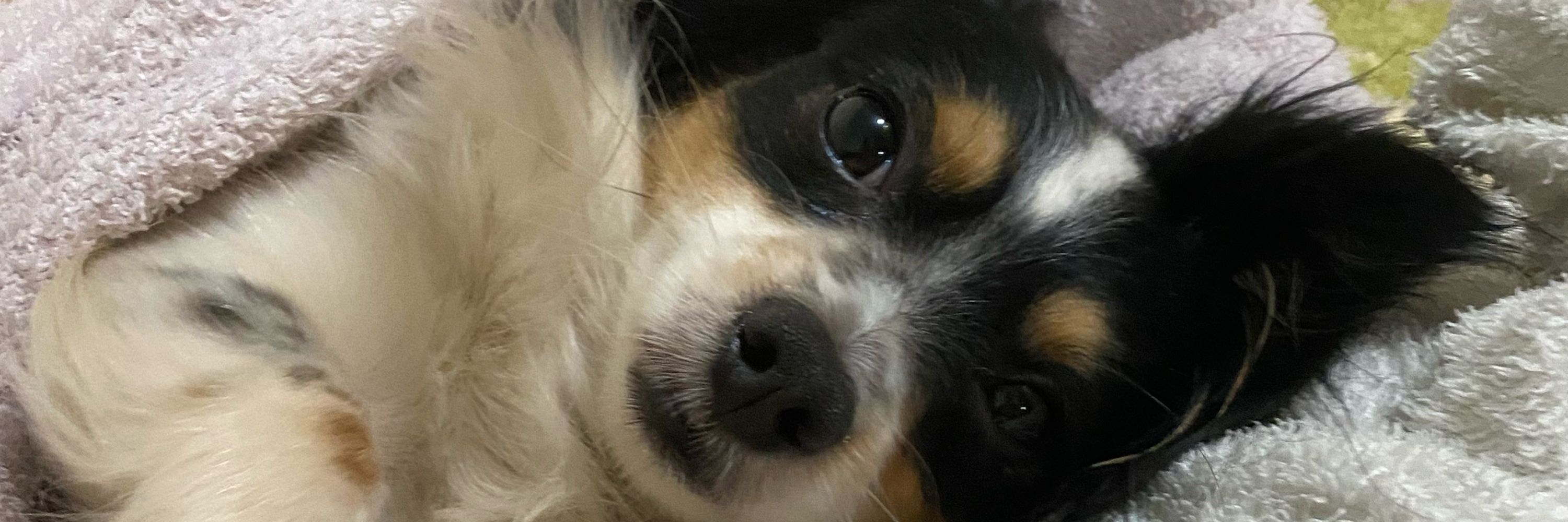 ju
