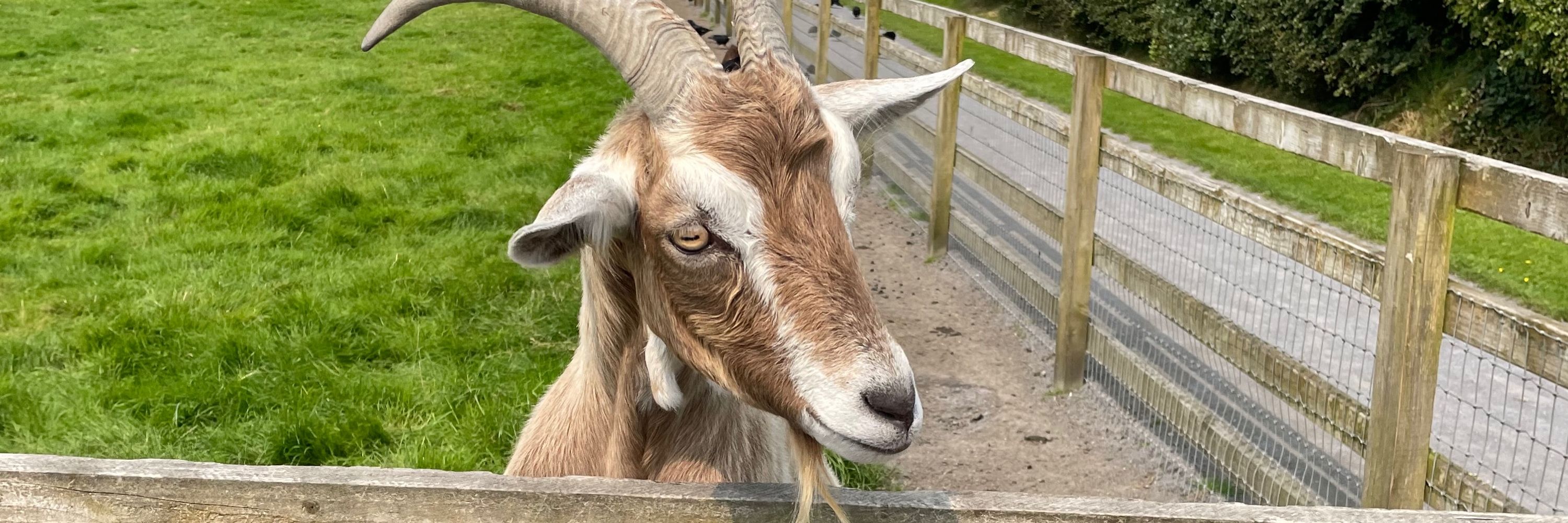 pau
