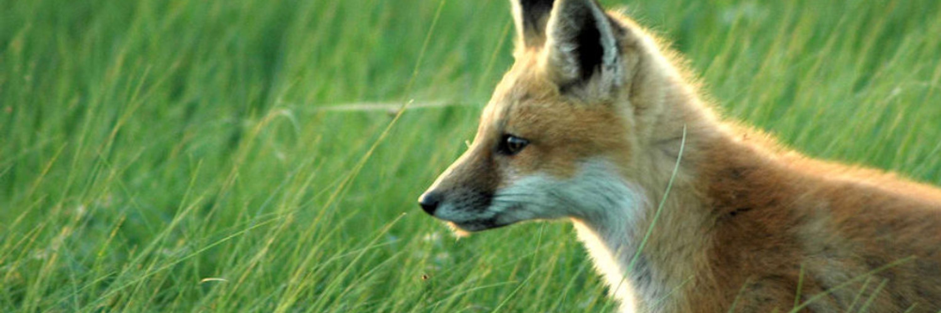 Foxbrush Tailwag