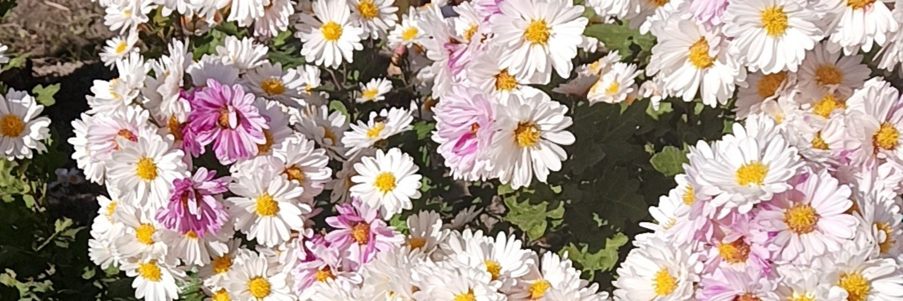 みつか