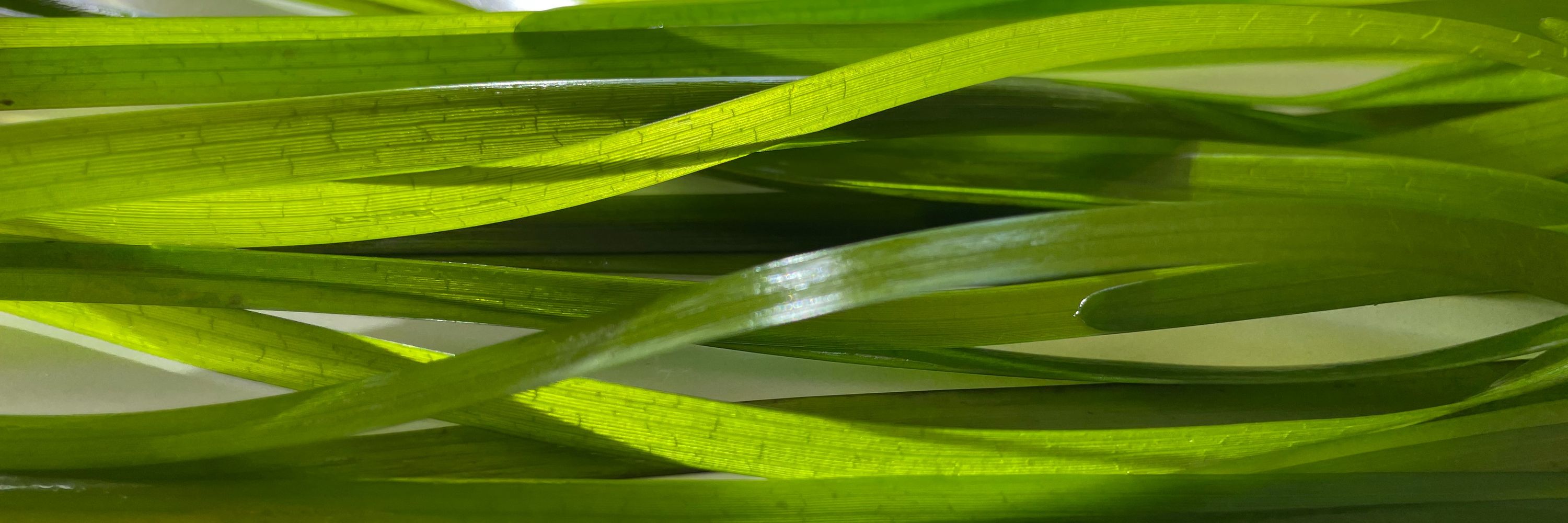 ZOsteRa RestOration 