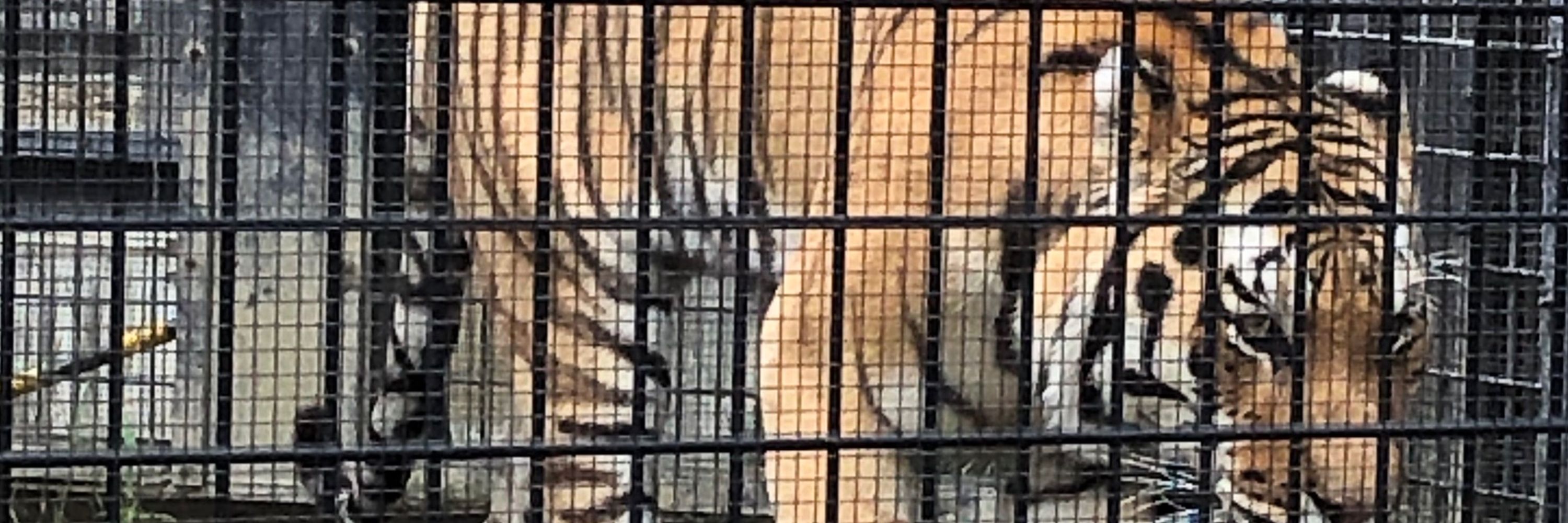 春瀬由衣