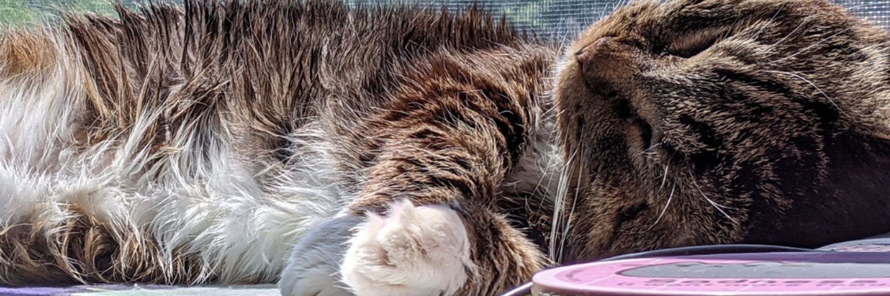 LettuceKitteh