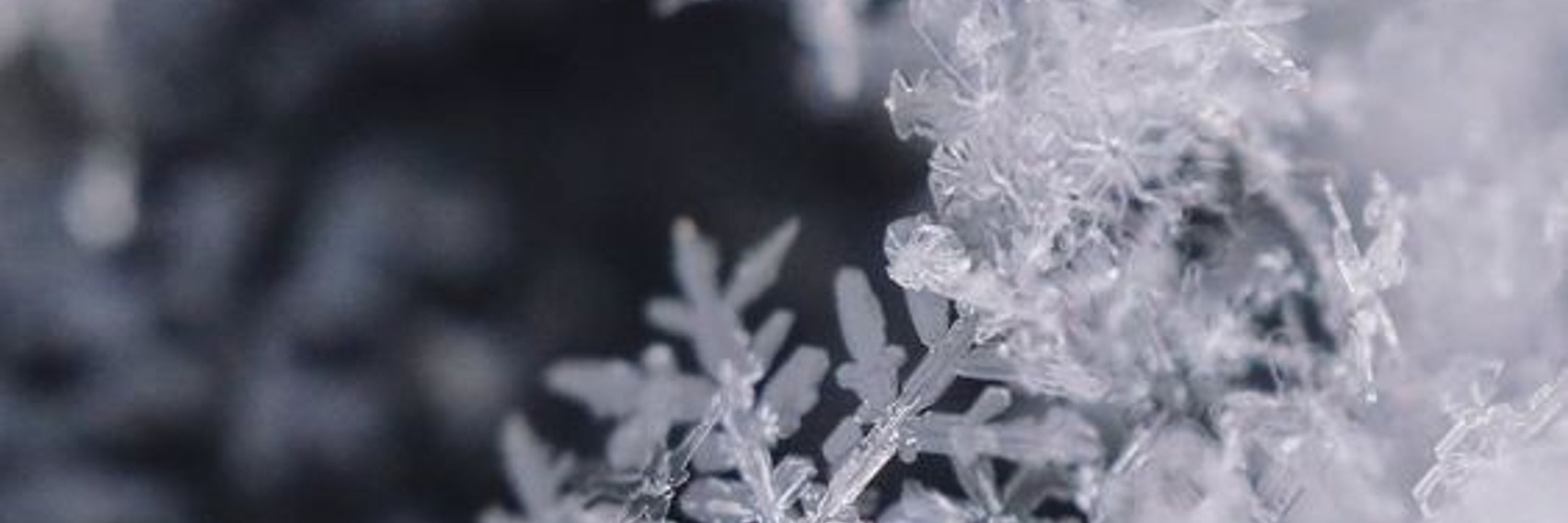 Velvet Winter