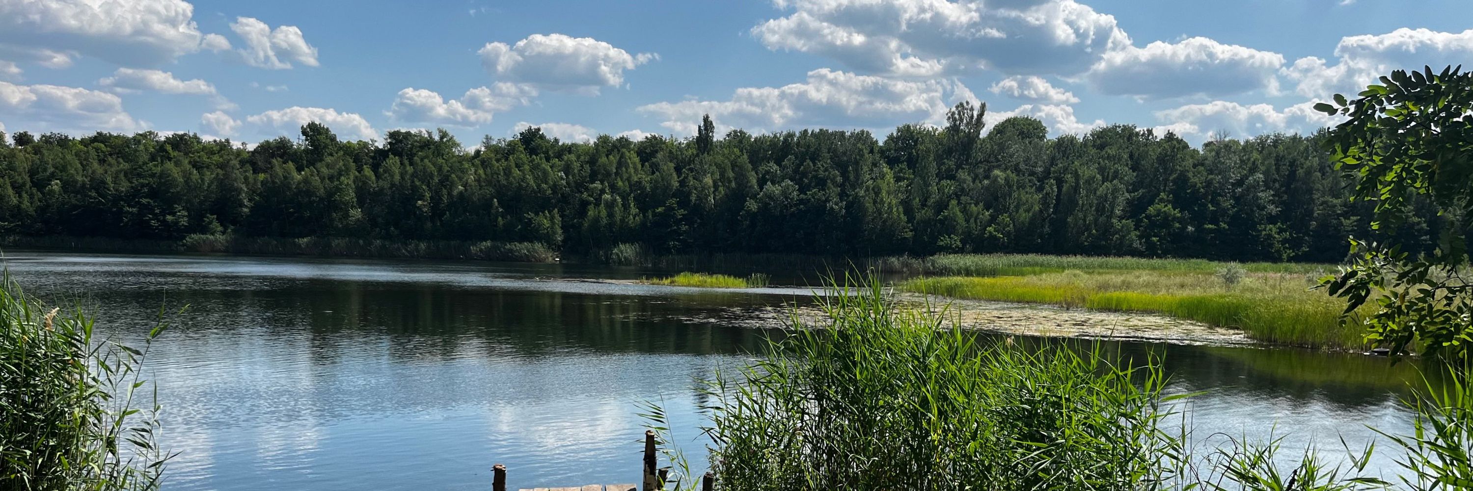Роман, Селидове, Донецька область
