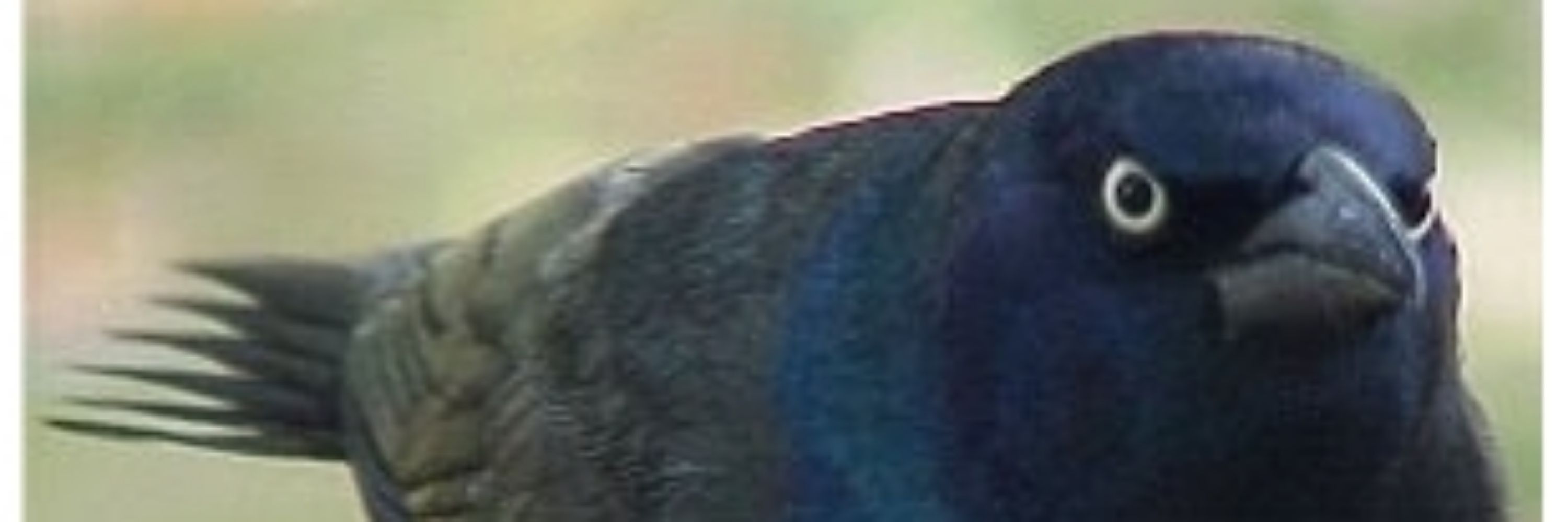 DatMB