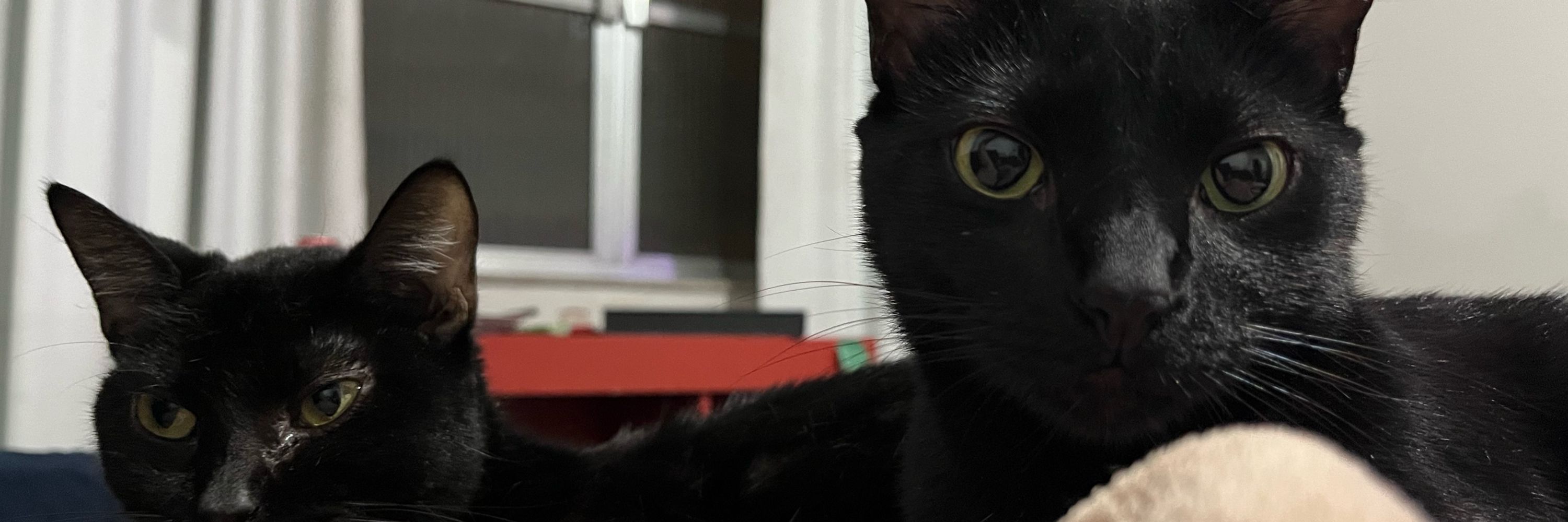 júlia 