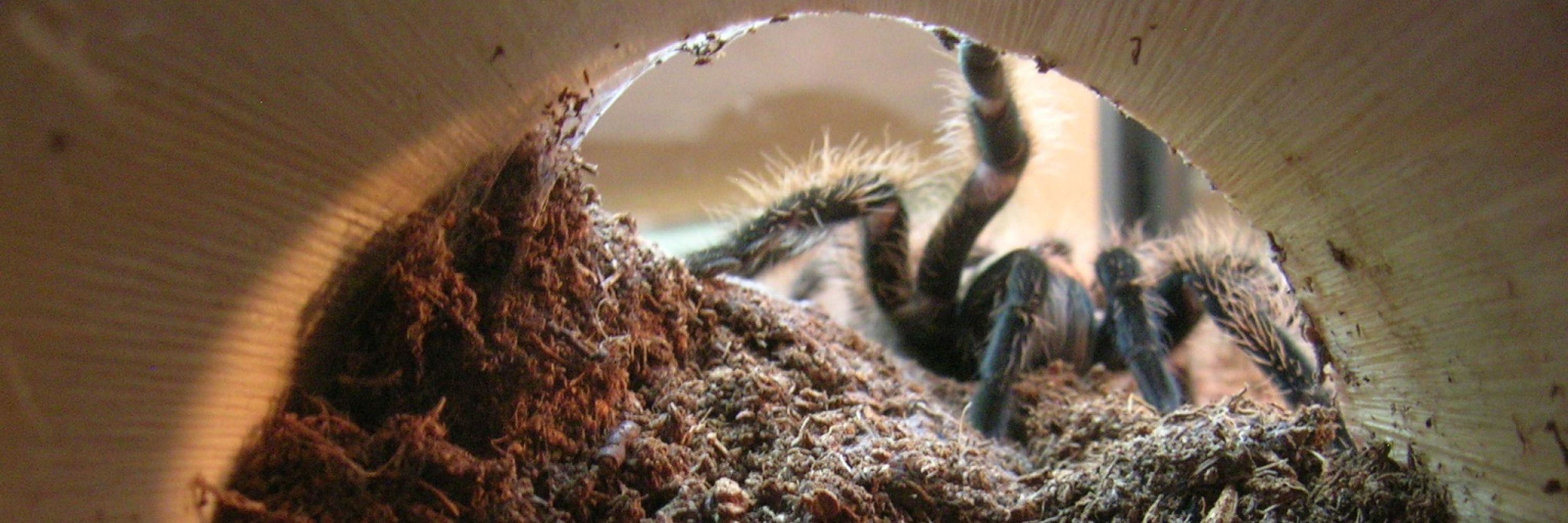 Arachnofthefreak