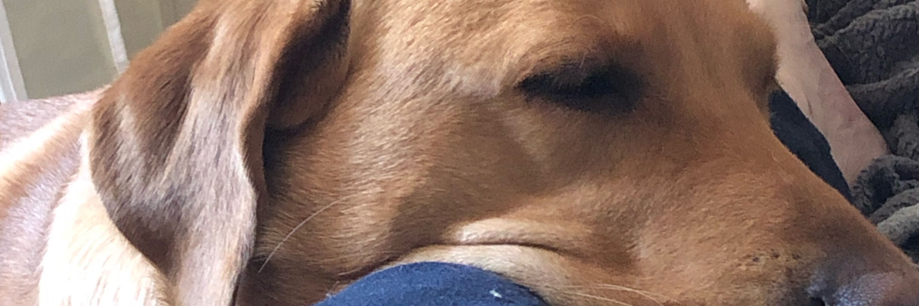 Lucy Labrador’s human companion