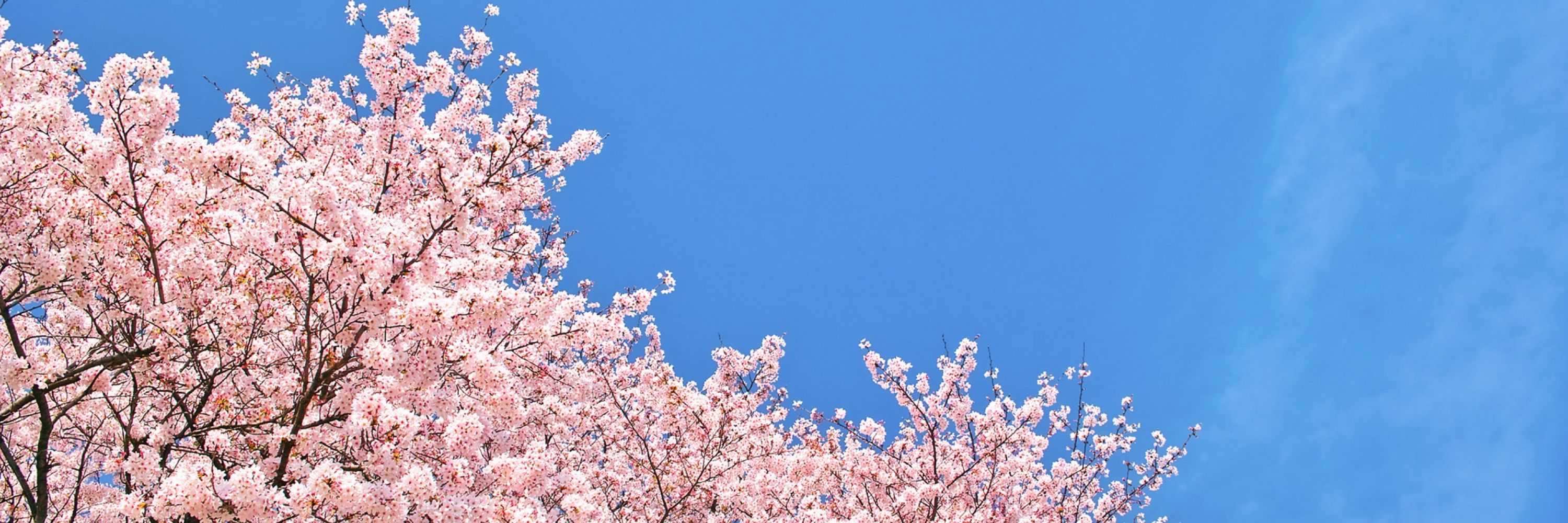小花衣こっこ🌸