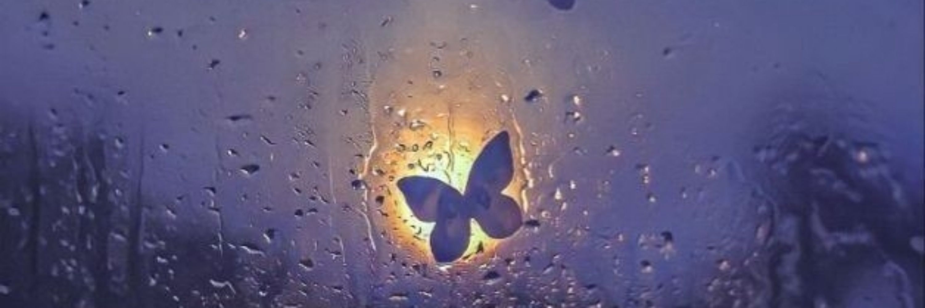 butterfly 🦋