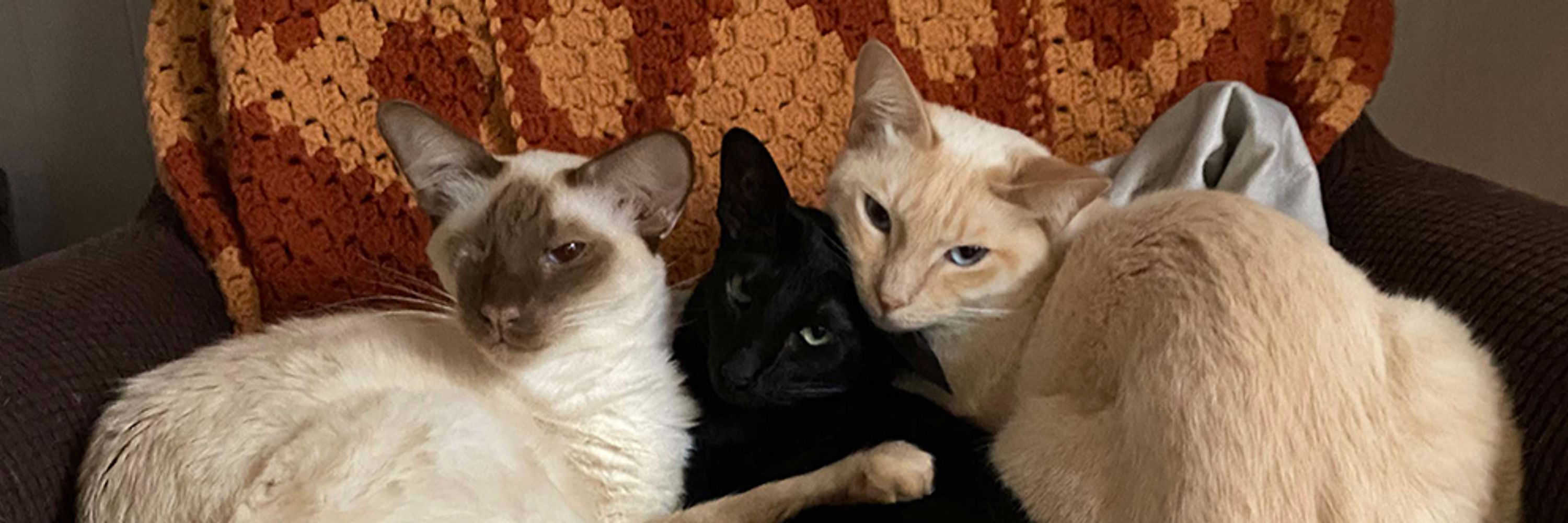 Kit