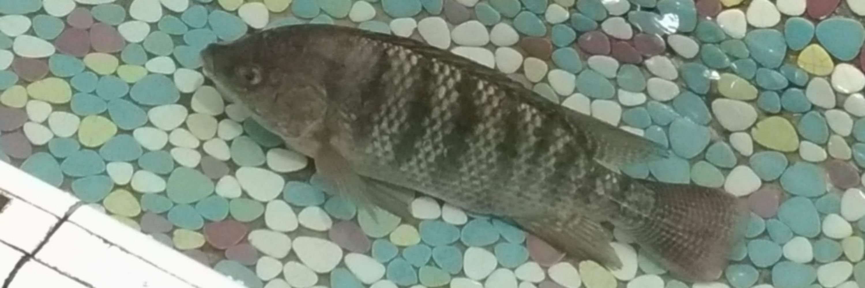 梁龍