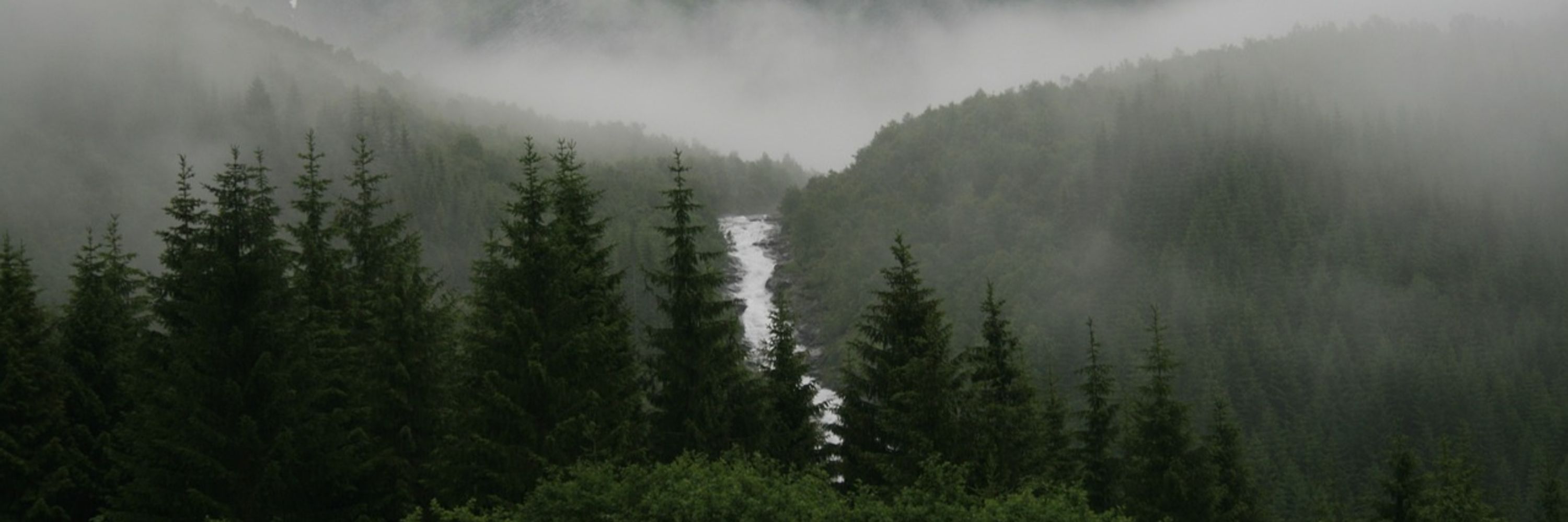 Forrest