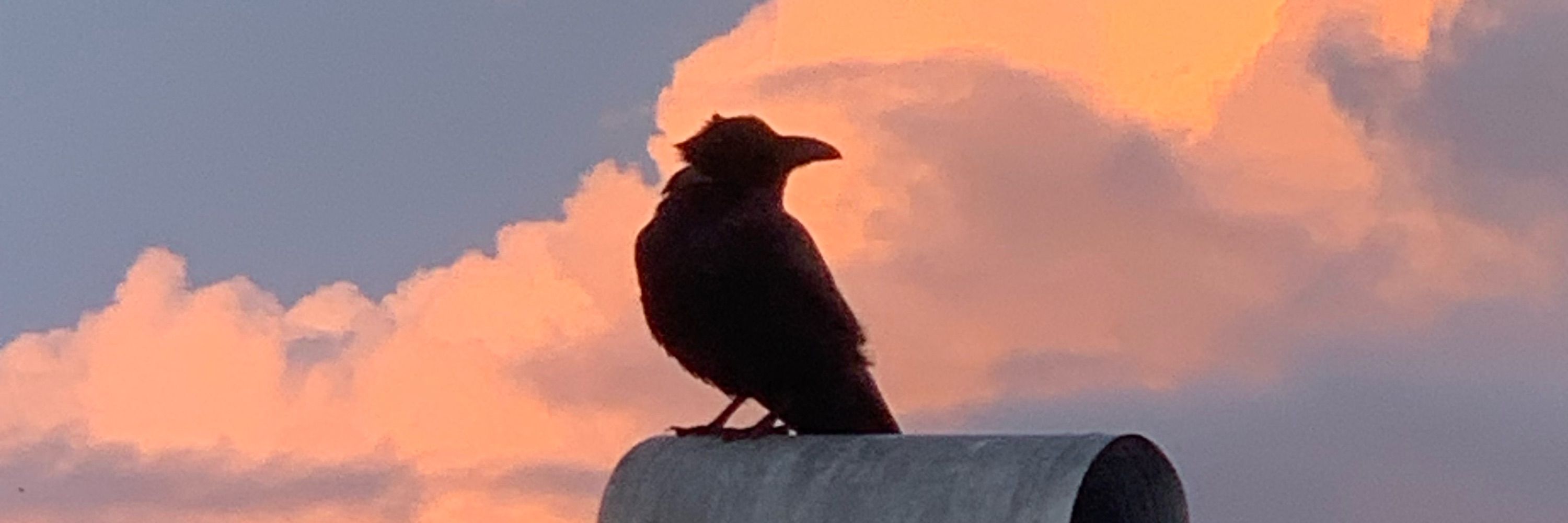 Raven