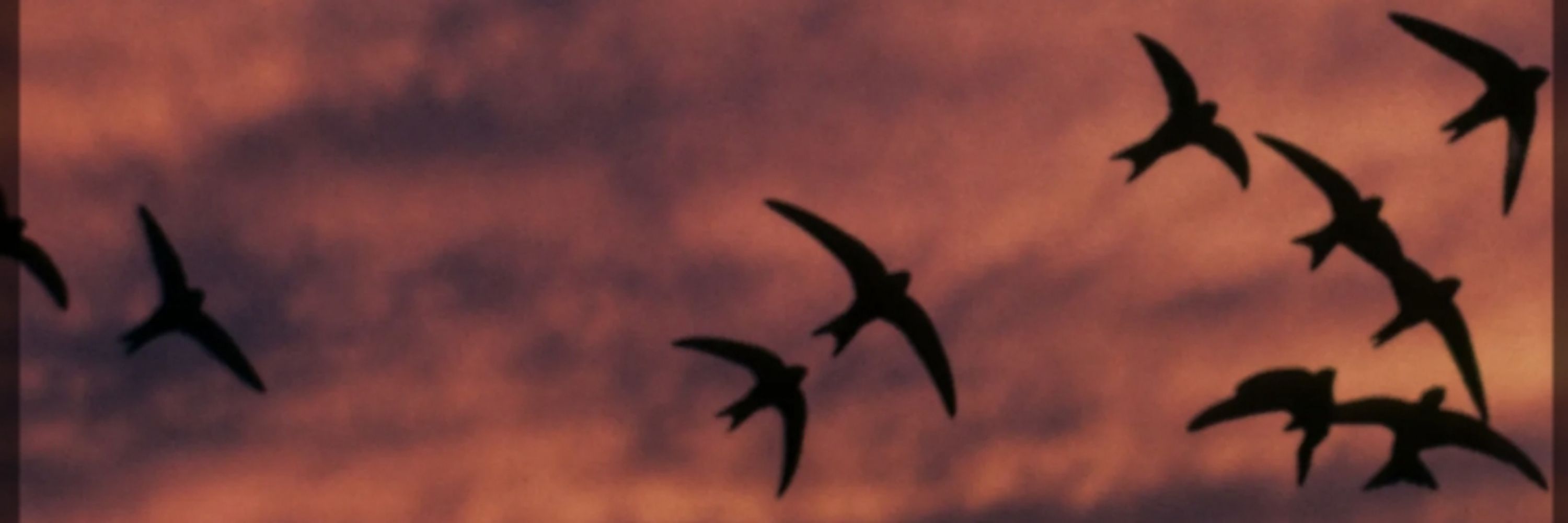 Swifts and Swallows
