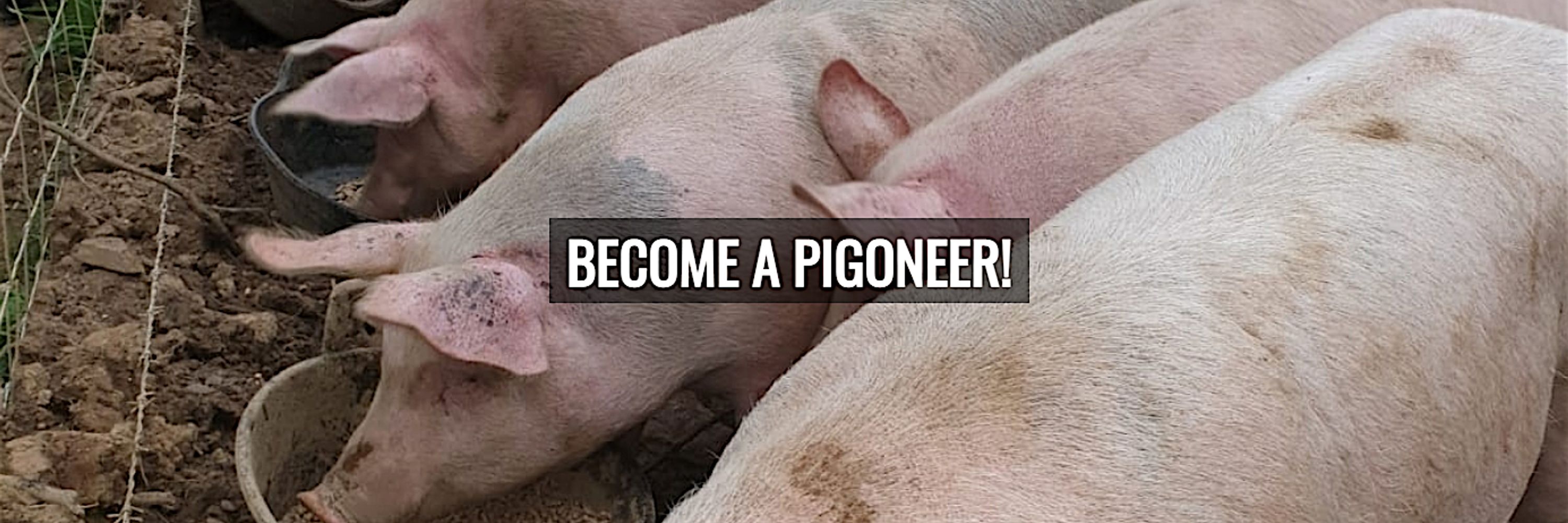 whynotvegan