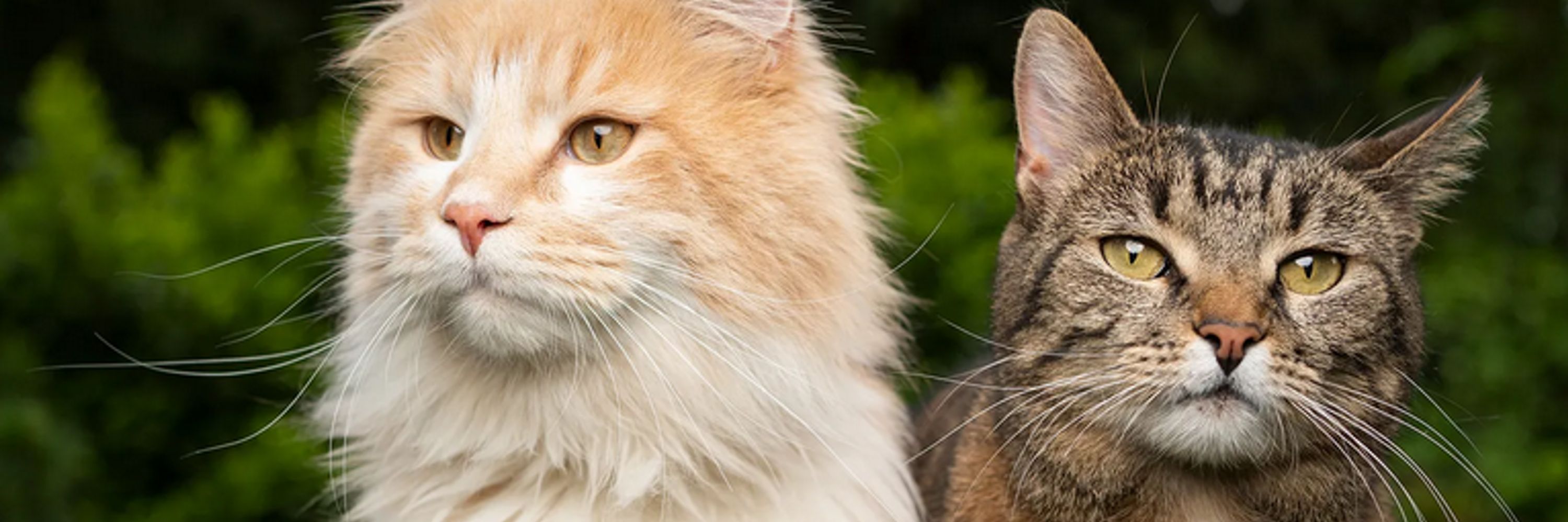 Cats R Us